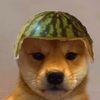sweendog682